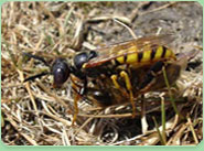 wasp control Cramlington